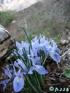 Iris vartani  Geotagged,Iris,Iris vartani,Iris vartanii,Israel