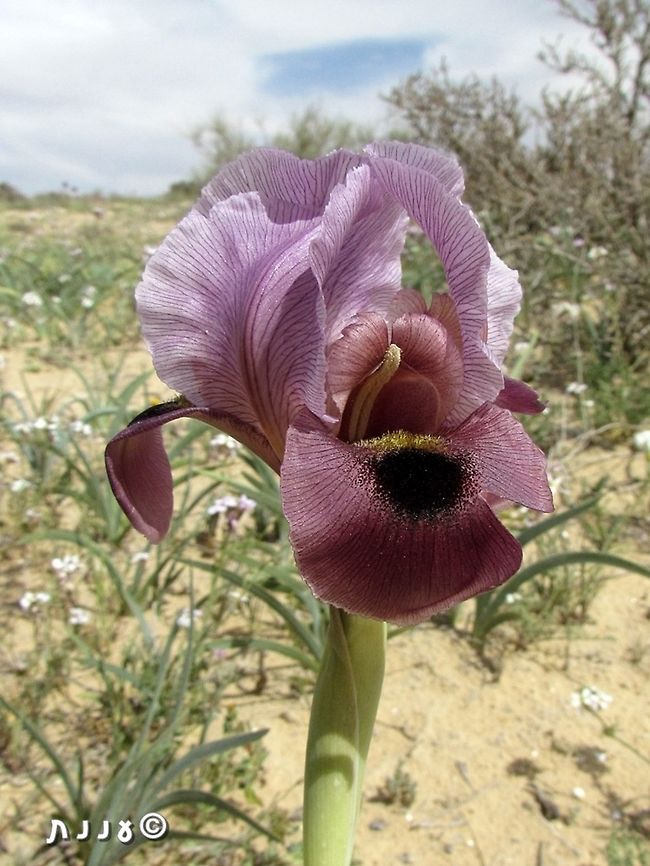 Iris hieruchamensis one of the smaller Oncocyclus Irises, but one with an amazing variety of colors.  Geotagged,Iris,Iris hieruchamensis,Iris petrana,Israel,Spring