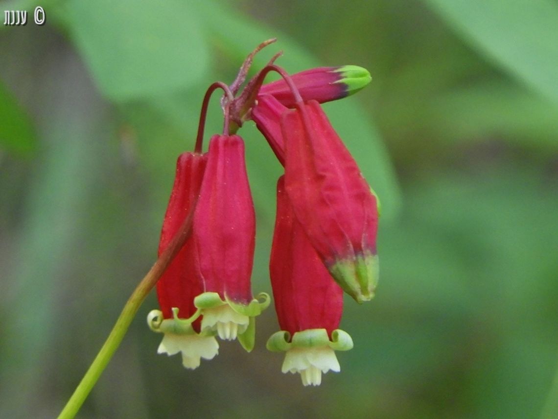 Dichelostemma ida-maia - Firecracker flower a really beautiful Dichelostemma, pollinated by hummingbirds!  California,Dichelostemma,Dichelostemma ida-maia,Firecracker Flower,Geotagged,Spring,United States