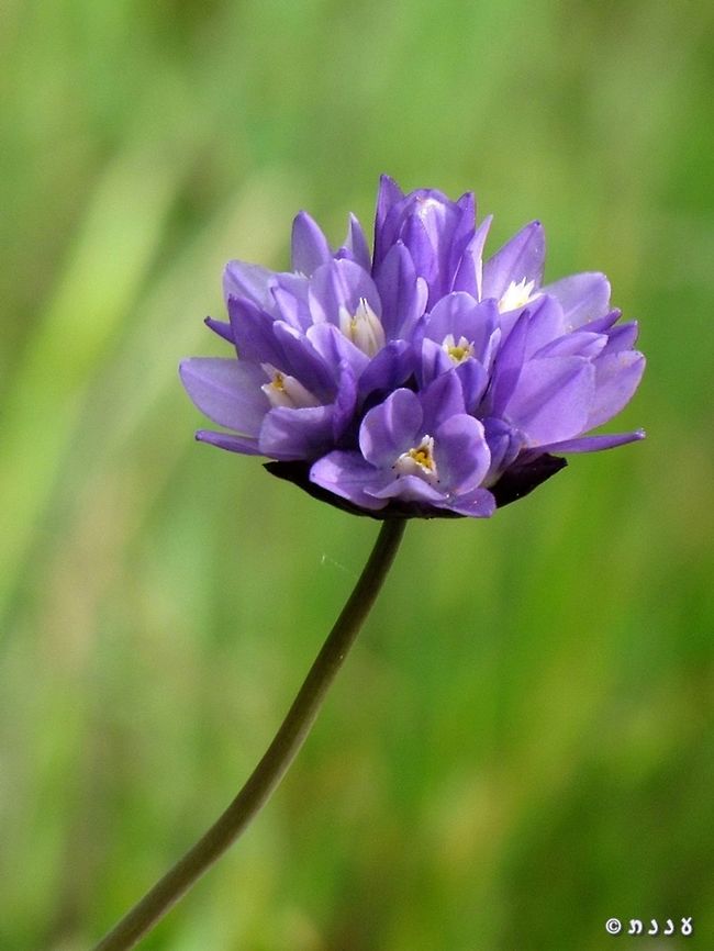 Dichelostemma capitatum - Blue Dicks  Blue Dicks,California,Dichelostemma,Dichelostemma capitatum,Geotagged,United States,Winter