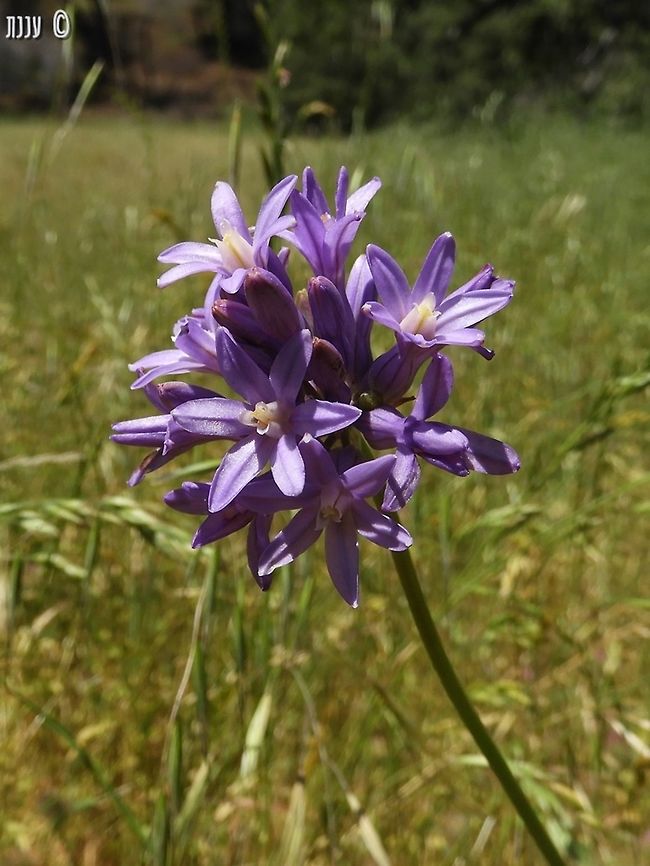 Dichelostemma multiflorum  California,Dichelostemma,Dichelostemma multiflorum,Geotagged,Spring,United States