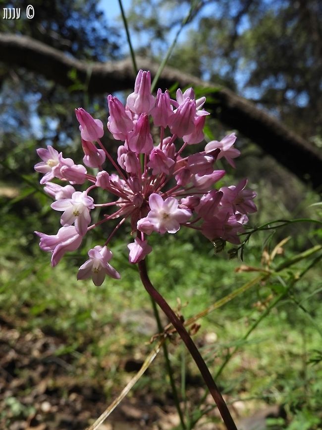 Dichelostemma volubile  California,Dichelostemma,Dichelostemma volubile,Geotagged,Spring,United States