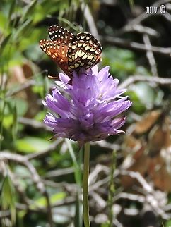 Dichelostemma congestum - Ookow  California,Dichelostemma,Dichelostemma congestum,Fork-toothed ookow,Geotagged,Spring,United States