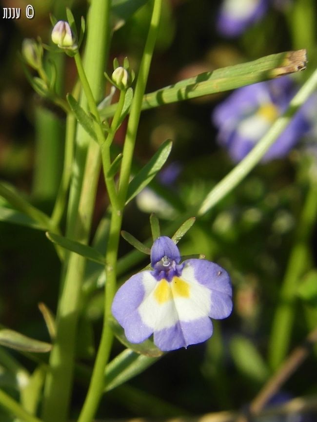 Downingia cuspidata  California,Downingia,Downingia cuspidata,Geotagged,Spring,United States