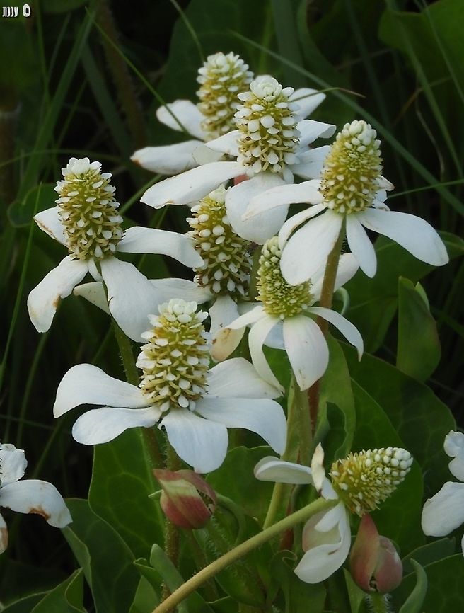 Anemopsis californica from a distance, it looked like a bunch of white Anemones. but up close it&#039;s something completely different! no wonder they named them Anemopsis - resembles Anemones.  Anemopsis,Anemopsis californica,California,Geotagged,Spring,United States,Yerba mansa