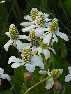 Anemopsis californica from a distance, it looked like a bunch of white Anemones. but up close it's something completely different! no wonder they named them Anemopsis - resembles Anemones.  Anemopsis,Anemopsis californica,California,Geotagged,Spring,United States,Yerba mansa