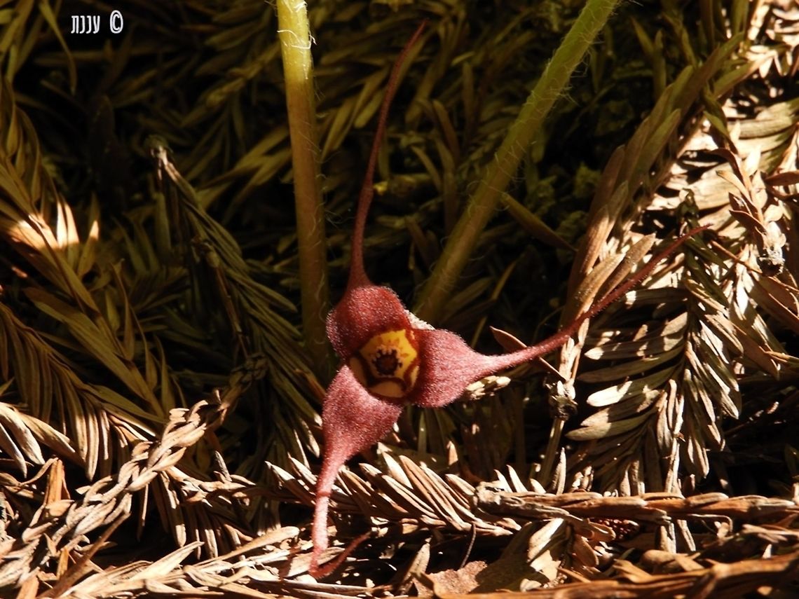 Asarum caudatum - Wild Ginger completely unrelated to ginger, the plants&#039; bulbs had gingery scent. but as many other plants from the Aristolochiaceae family they contain aristolochic acid, which has been recognized as a carcinogen. Asarum,Asarum caudatum,California,Geotagged,Spring,United States,wild ginger