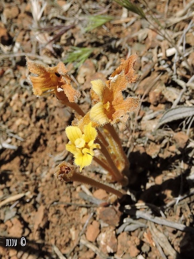 Clustered Broomrape - Aphyllon fasciculatum I just saw on Calflora that this species changed - <br />
<a href="https://www.calflora.org/cgi-bin/species_query.cgi?where-calrecnum=13441" rel="nofollow">https://www.calflora.org/cgi-bin/species_query.cgi?where-calrecnum=13441</a> <br />
it's now called Aphyllon fasciculatum <br />
<br />
from Mitchell Canyon on Mount Diablo in California. Parasitic on Yerba Santa bushes.<br />
Parasitic plant.  California,Clustered Broomrape,Geotagged,Orobanche fasciculatum,Parasitic plant,Spring,United States