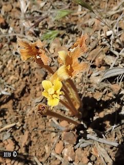 Clustered Broomrape - Aphyllon fasciculatum I just saw on Calflora that this species changed - 
https://www.calflora.org/cgi-bin/species_query.cgi?where-calrecnum=13441 
it's now called Aphyllon fasciculatum 

from Mitchell Canyon on Mount Diablo in California. Parasitic on Yerba Santa bushes.
Parasitic plant.  California,Clustered Broomrape,Geotagged,Orobanche fasciculatum,Parasitic plant,Spring,United States