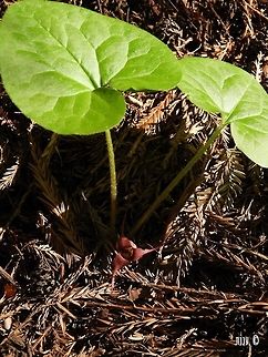 Asarum caudatum - Wild Ginger Henry Cowell State Park, California, US Asarum,Asarum caudatum,California,Geotagged,Spring,United States,Wild Ginger