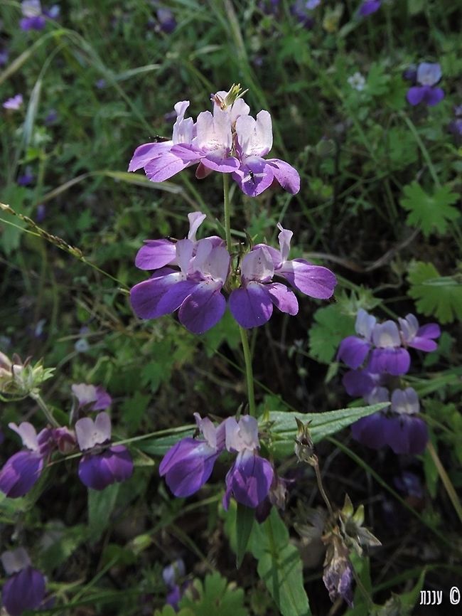 Collinsia heterophylla - chinese houses  California,Chinese Houses,Collinsia,Collinsia heterophylla,Geotagged,Spring,United States