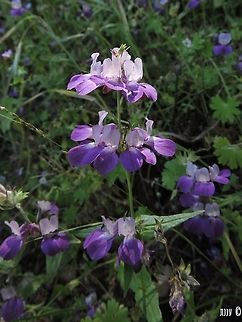 Collinsia heterophylla - chinese houses  California,Chinese Houses,Collinsia,Collinsia heterophylla,Geotagged,Spring,United States