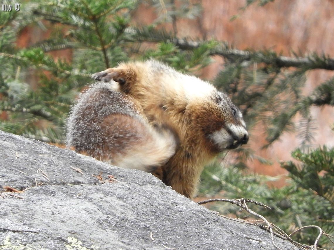 Oh, that itch!! Marmota flaviventris - Yellow-Bellied Marmot California,Geotagged,Marmota flaviventris,Spring,United States,Yellow-bellied marmot