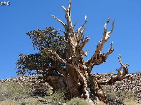 Pinus longaeva - Bristlecone Pine the most ancient trees on Earth, some of the trees in this area are 5,000 years old! 
each tree has unique shape, you can feel it has its own character. but after living thousands of years - what would you expect?! :-)  Bristlecone Pine,California,Geotagged,Pinus longaeva,Spring,United States