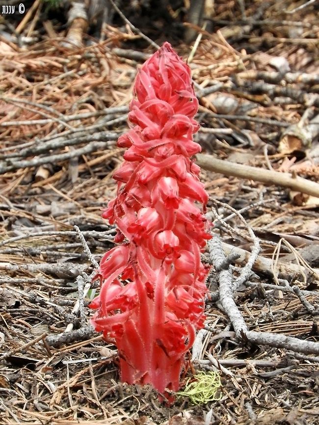 Sarcodes sanguinea - Snowplant  California,Geotagged,Sarcodes sanguinea,Snow Plant,Snowplant,Spring,United States