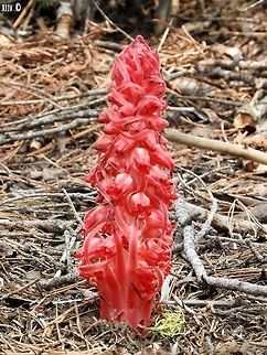Sarcodes sanguinea - Snowplant  California,Geotagged,Sarcodes sanguinea,Snow Plant,Snowplant,Spring,United States