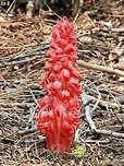 Sarcodes sanguinea - Snowplant  California,Geotagged,Sarcodes sanguinea,Snow Plant,Snowplant,Spring,United States