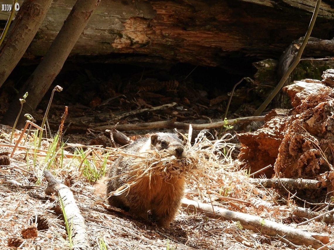 nesting is hard work! Marmota flaviventris - Yellow-Bellied Marmot California,Geotagged,Marmota flaviventris,Spring,United States,Yellow-bellied marmot