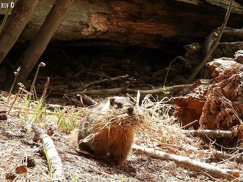 nesting is hard work! Marmota flaviventris - Yellow-Bellied Marmot California,Geotagged,Marmota flaviventris,Spring,United States,Yellow-bellied marmot