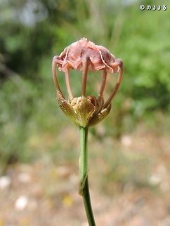 Garidella unguicularis small, delicate, almost invisible: all the characteristics to make it a favorite for me... ;-) 
http://flora.org.il/en/plants/GARUNG/ Garidella unguicularis,Geotagged,Israel,Spring