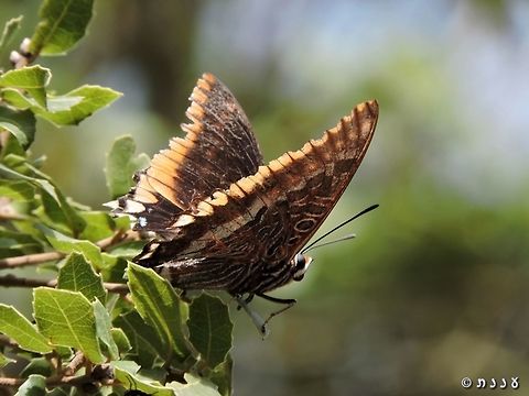 Charaxes jasius - Two-tailed Pasha the biggest butterfly in Israel (not including mothes)  Charaxes jasius,Fall,Geotagged,Israel,Two-tailed Pasha