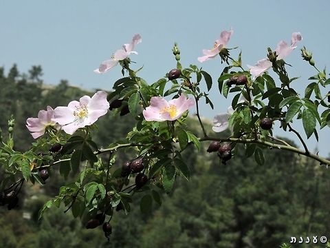 Rosa canina I really don't know why is this rose named after dogs...  Dog Rose,Geotagged,Israel,Rosa canina,Spring