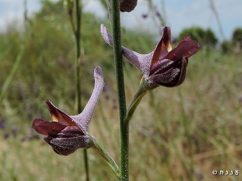 Delphinium peregrinum http://flora.org.il/en/plants/DELPER/ Delphinium,Delphinium peregrinum,Geotagged,Israel,Spring