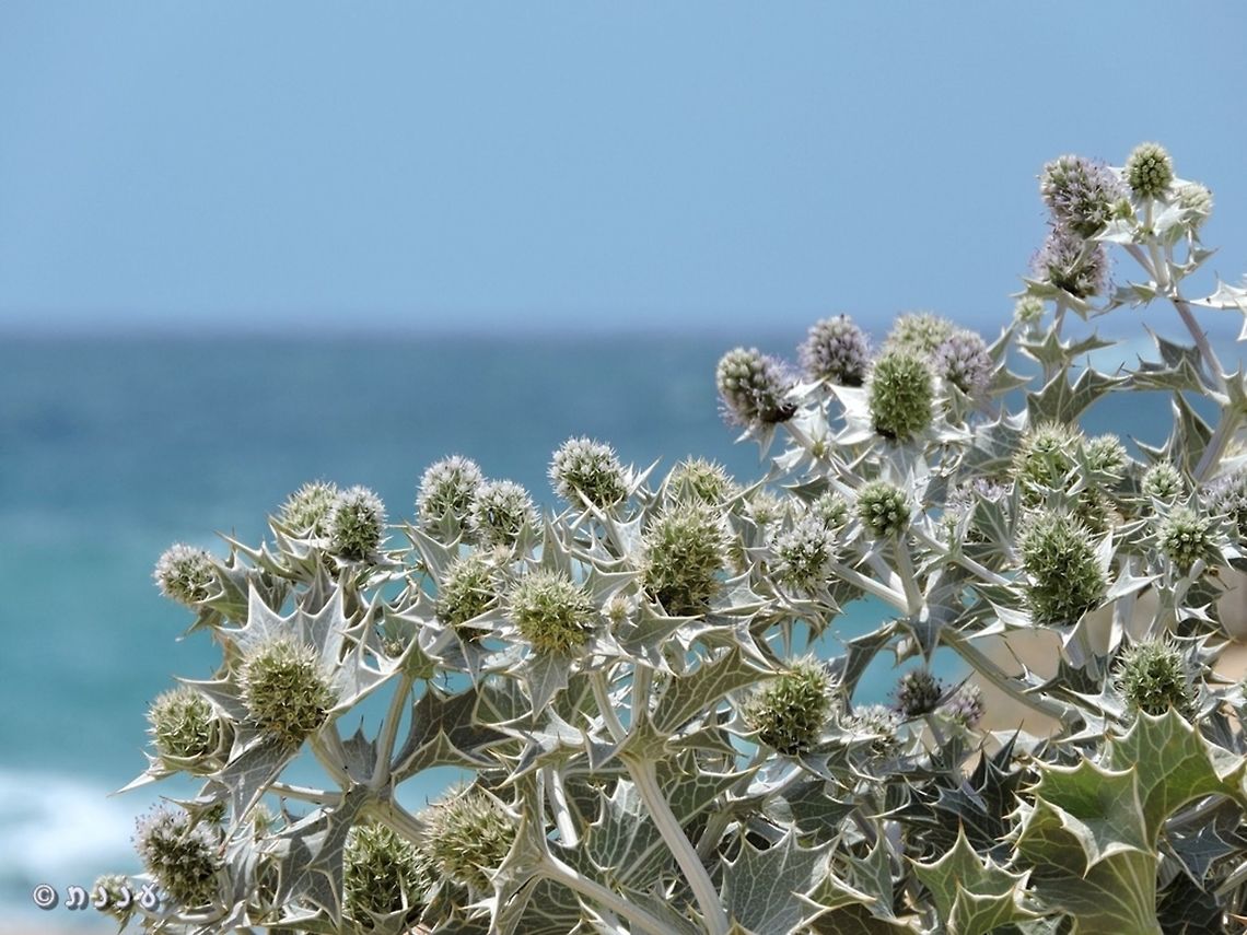 Eryngium maritimum <a href="http://flora.org.il/en/plants/ERYMAR/" rel="nofollow">http://flora.org.il/en/plants/ERYMAR/</a> Eryngium maritimum,Geotagged,Israel,Sea holly,Spring