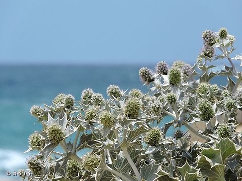 Eryngium maritimum http://flora.org.il/en/plants/ERYMAR/ Eryngium maritimum,Geotagged,Israel,Sea holly,Spring