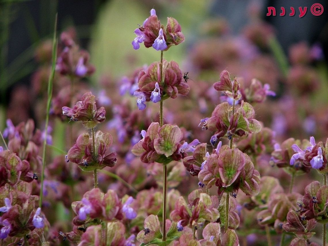 Salvia multicaulis a really interesting species, that has many color and shape variants. this one is from the Hermon mountain.<br />
and as opposed to whats written in wikipedia, it grows as far south as the Sinai desert in Egypt.  Israel,Mount Hermon,Salvia,Salvia multicaulis