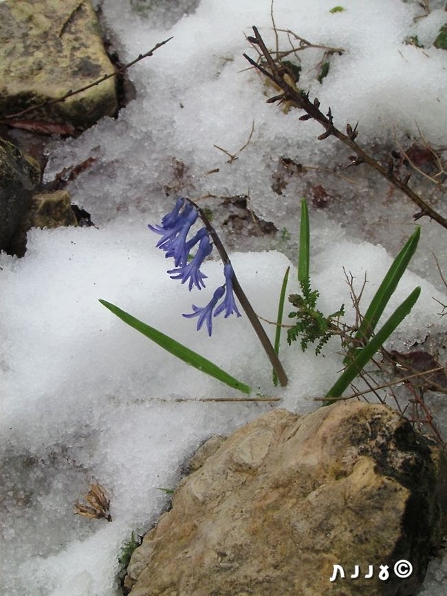Hyacinthus orientalis in the snow  Common hyacinth,Geotagged,Hyacinthus orientalis,Israel,Winter