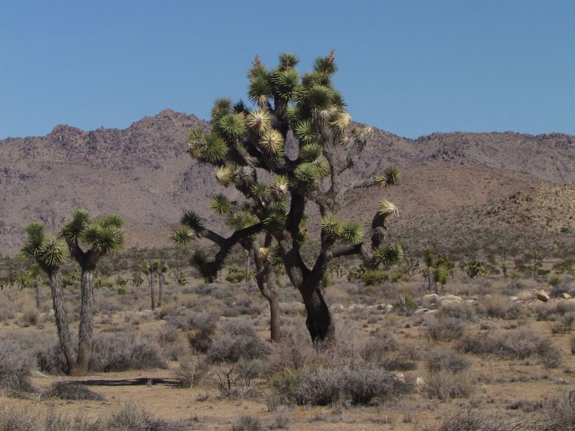 Joshua tree - Yucca brevifolia  California,Geotagged,Joshua Tree National Park,Joshua tree,United States,Winter,Yucca brevifolia,desert