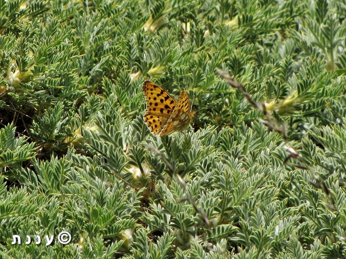 Issoria lathonia lathonia the only picture I ever got of this rare butterfly, and you can see its white pearls :-)  Israel,Issoria lathonia,Mount Hermon,Queen of Spain Fritillary
