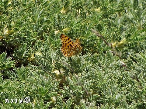 Issoria lathonia lathonia the only picture I ever got of this rare butterfly, and you can see its white pearls :-)  Israel,Issoria lathonia,Mount Hermon,Queen of Spain Fritillary