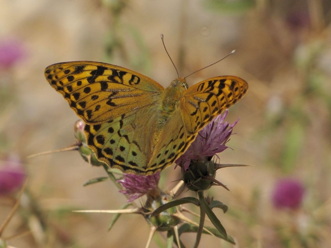 Argynnis pandora pandora  Argynnis pandora,Cardinal,Israel,Mount Hermon