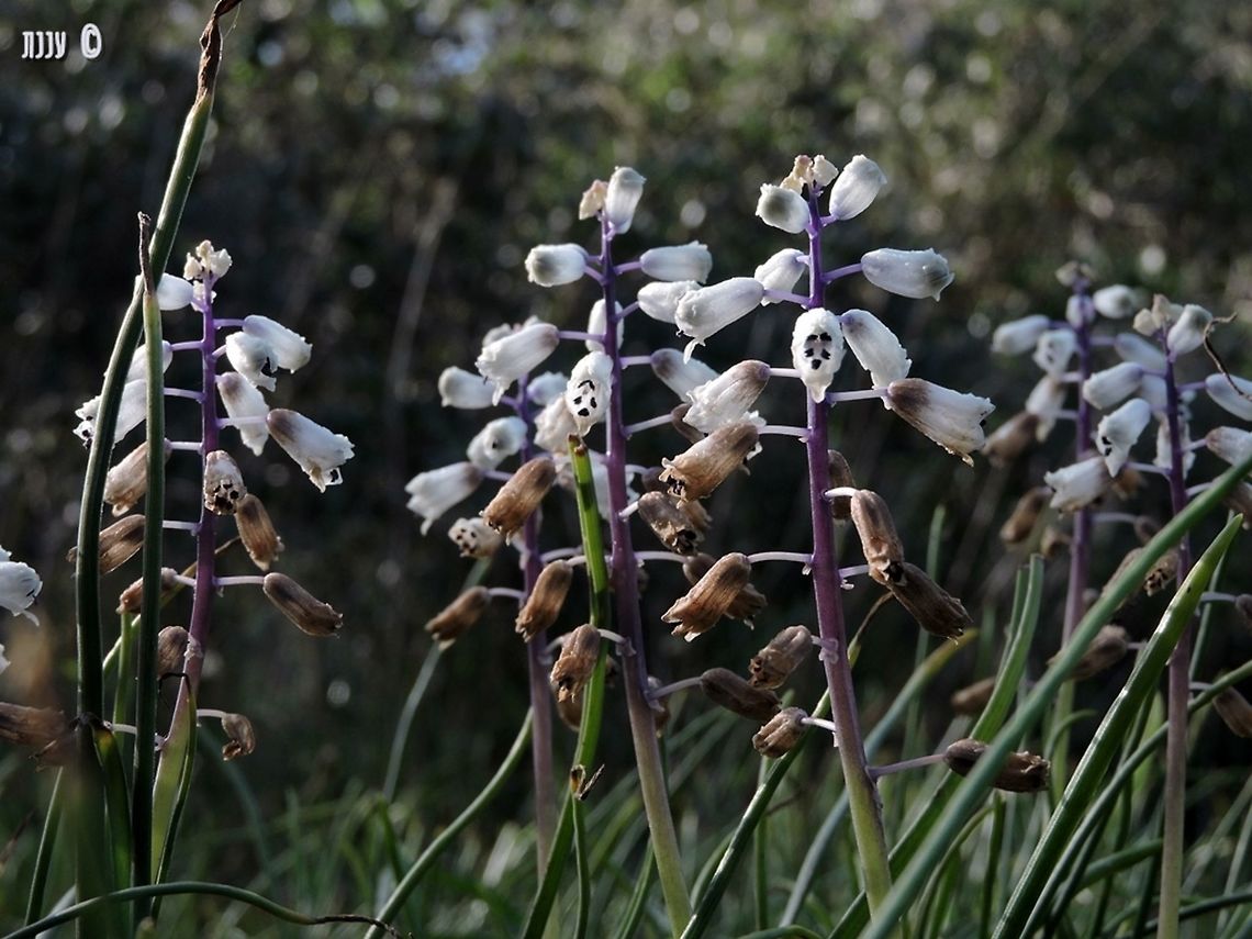 Bellevalia flexuosa sometimes called "rain bells"  Bellevalia,Bellevalia flexuosa,Geotagged,Israel,Rain Bells,Winter