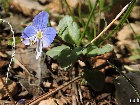 Veronica syriaca  Geotagged,Israel,Veronica,Veronica syriaca,Winter