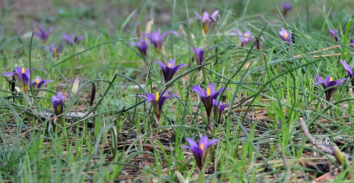 Romulea phoenicia In Israel it can be found only on the Carmel Mountain. <br />
named after Romulus, one of the brothers from the legends about Rome.  Geotagged,Israel,Phoenician Romulea,Romulea,Romulea phoenicia,Winter