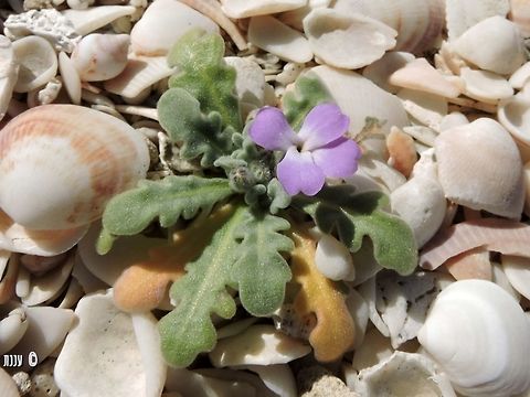 Matthiola tricuspidata http://flora.org.il/en/plants/MATTRI/ Geotagged,Israel,Matthiola tricuspidata,Three-horned stock,Winter