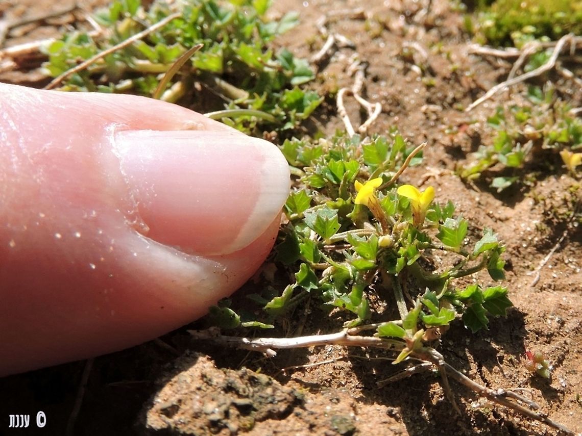 a tiny plant with big weight on its shoulders Factorovskya aschersoniana is miniature plant named after 2 of the founders of the Botanical research in Israel. <br />
<br />
<a href="http://flora.org.il/en/plants/FACASC/" rel="nofollow">http://flora.org.il/en/plants/FACASC/</a> Factorovskya aschersoniana,Geotagged,Israel,Winter
