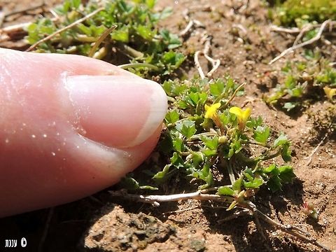 a tiny plant with big weight on its shoulders Factorovskya aschersoniana is miniature plant named after 2 of the founders of the Botanical research in Israel. 

http://flora.org.il/en/plants/FACASC/ Factorovskya aschersoniana,Geotagged,Israel,Winter