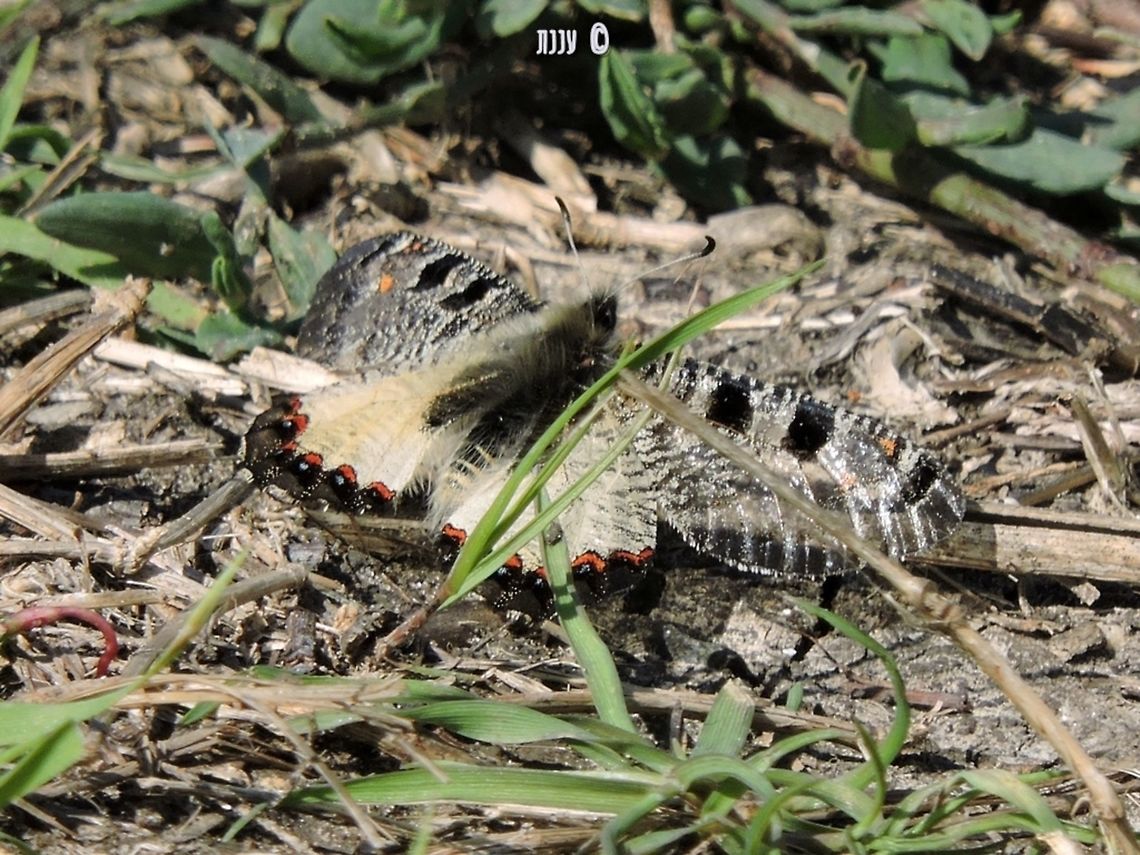 Archon apollinus bellargus - False Apollo  Archon apollinus,False Apollo,Geotagged,Israel,Winter