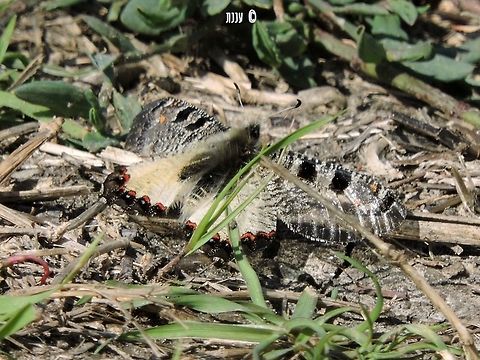 Archon apollinus bellargus - False Apollo  Archon apollinus,False Apollo,Geotagged,Israel,Winter