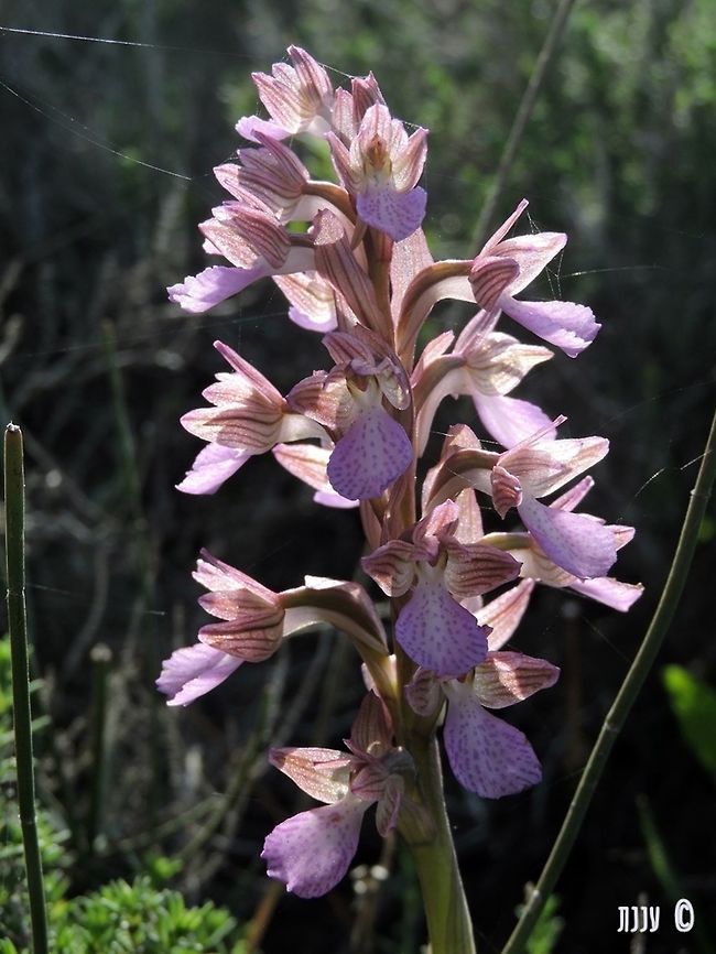 Anacamptis papilionacea  Anacamptis papilionacea,Butterfly orchid,Geotagged,Israel,Winter