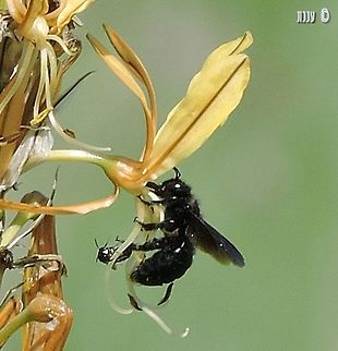 Is this a large carpenter bee (Xylocopa sp.) and a small carpenter bee (Ceratina sp.) on Asphodeline lutea probably Xylocopa iris, but might be also Xylocopa violacea.  Asphodeline lutea,Geotagged,Israel,Winter,Xylocopa iris