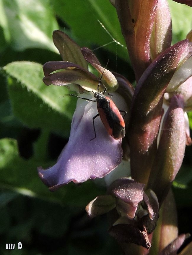 Dionconotus neglectus on Orchis collina  Dionconotus neglectus,Geotagged,Israel,Orchis collina,Winter