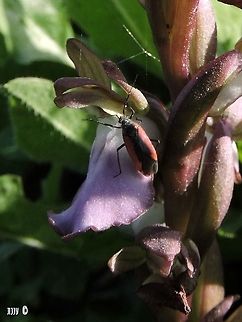 Dionconotus neglectus on Orchis collina  Dionconotus neglectus,Geotagged,Israel,Orchis collina,Winter