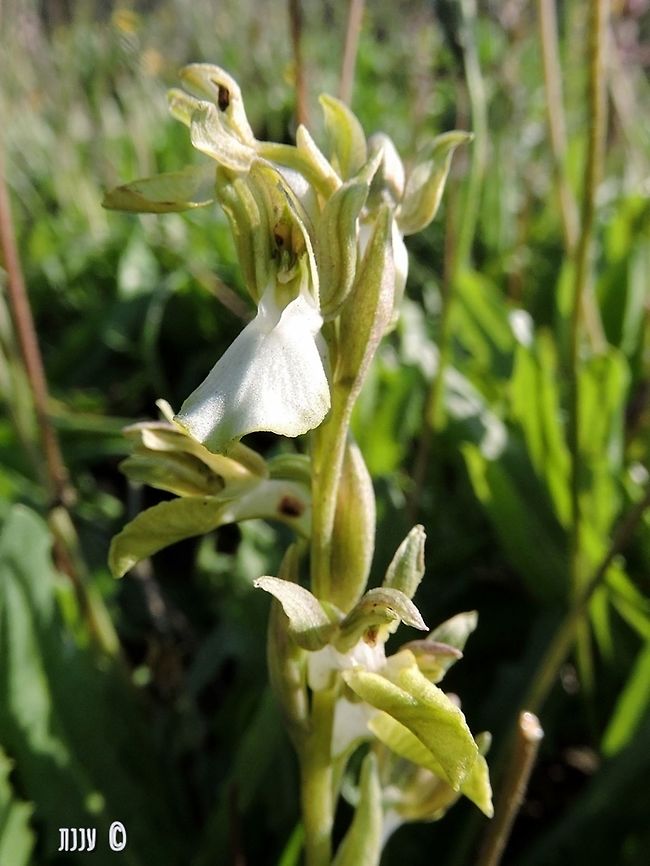 Anacamptis collina (Orchis collina) - albino  Albino,Anacamptis collina,Ancamptis collina,Geotagged,Israel,Orchis collina,Winter