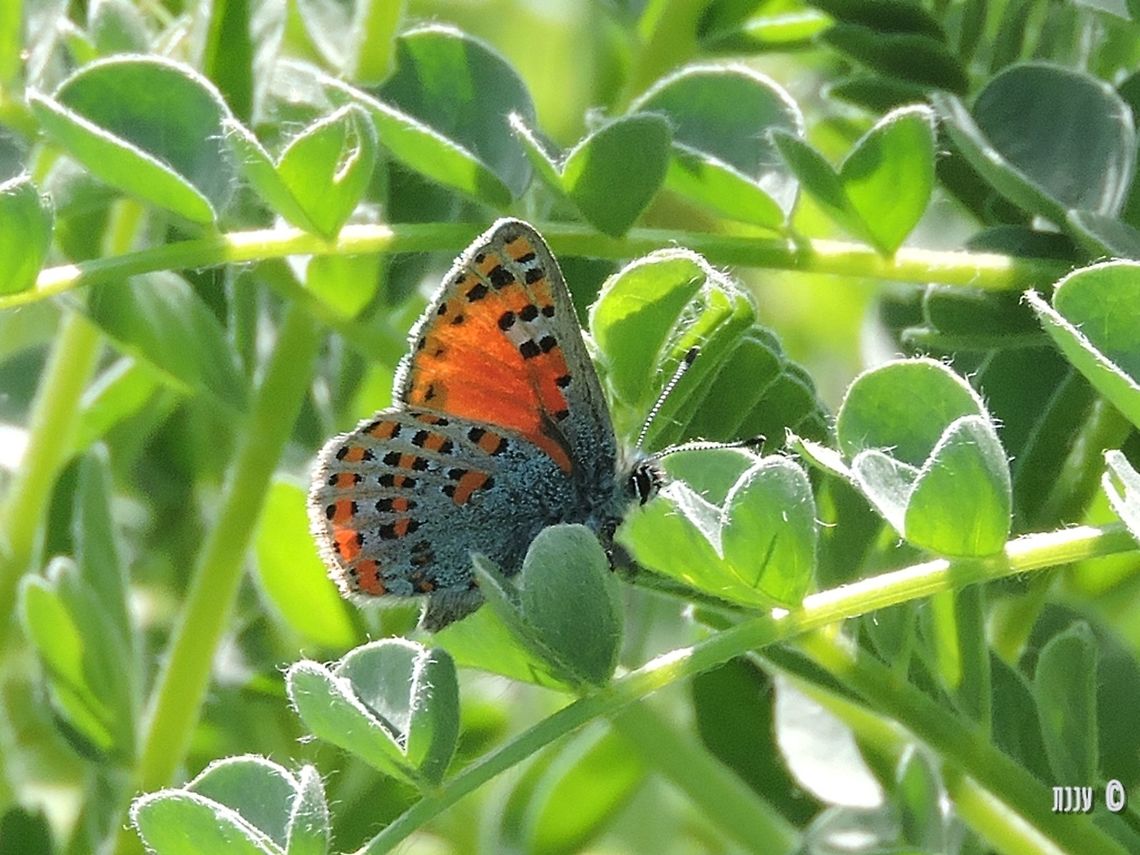 Tomares nesimachus - an endangered butterfly on its host plant - Astragalus macrocarpus Astragalus macrocarpus,Geotagged,Israel,Tomares nesimachus,Winter