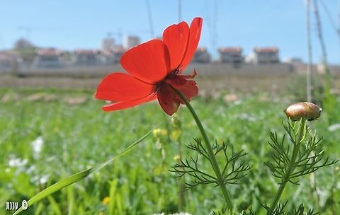 Adonis palaestina  Adonis,Adonis palaestina,Geotagged,Israel,Palestine Pheasant's Eye,Winter